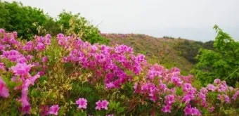 남원 봉화산 철쭉 산행 주차장 등산코스_7