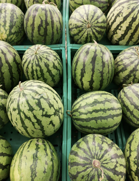 수박의 겉모습으로 판단하기