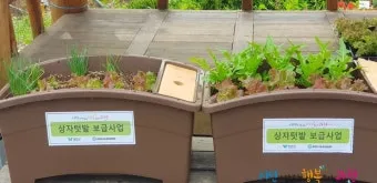 베란다 상자텃밭 상추 루꼴라 방울토마토 허브 모음 재배_11