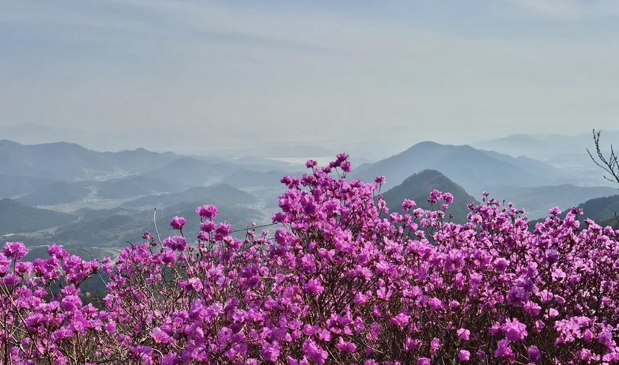 벚꽃은 짧다 지금 더 예쁜 봄꽃 명소 총정리(진달래 유채꽃 명소) 관련사진