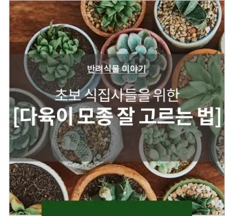 모종 고르는 법 줄기 굵기 잎색 뿌리상태 병해 흔적 확인_9