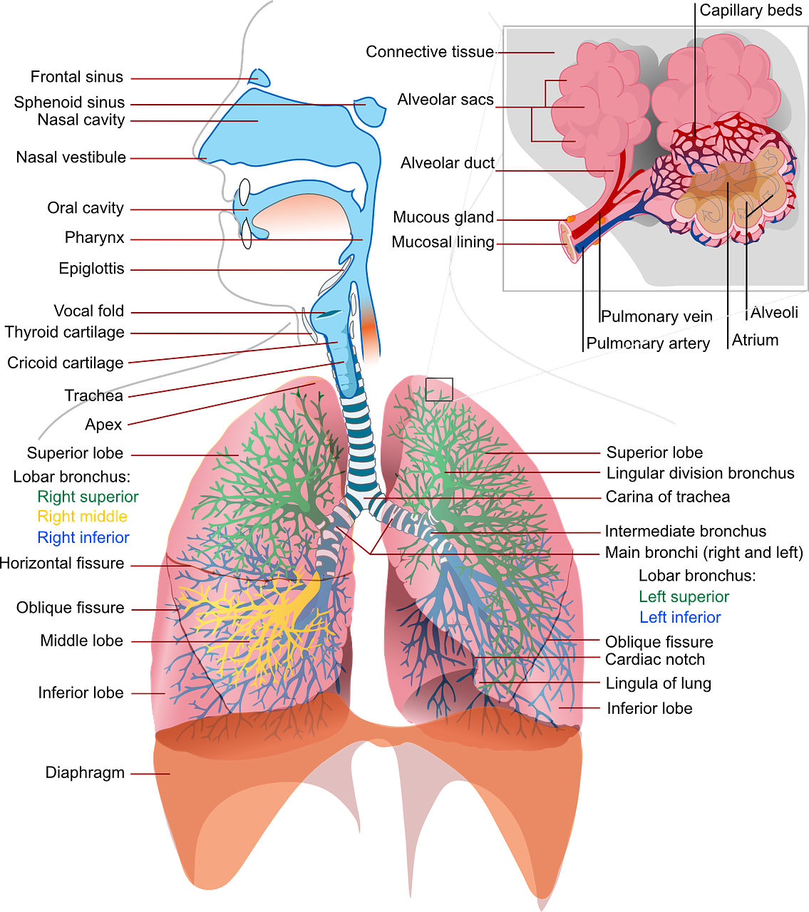 우리 아이에게 치명적인 백일해 알아야 할 모든 것