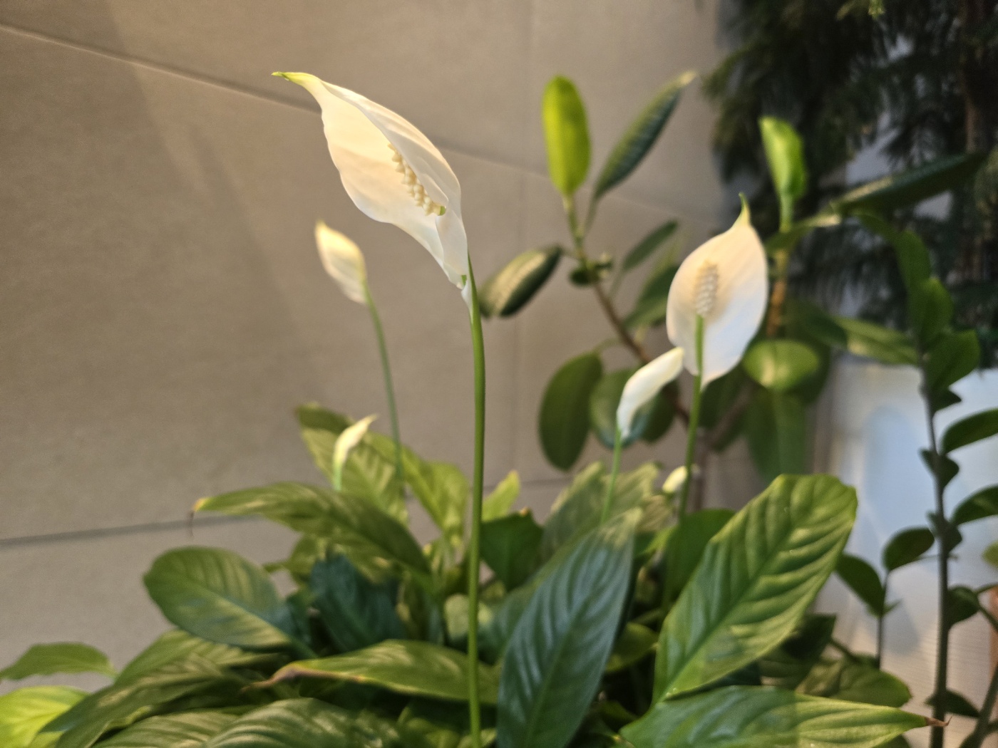 고급스러운 스파티필름 꽃