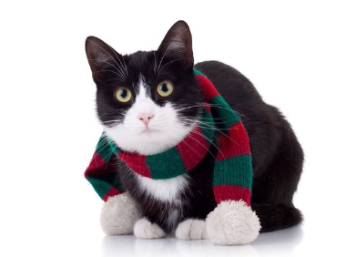 목도리를 두른 고양이.