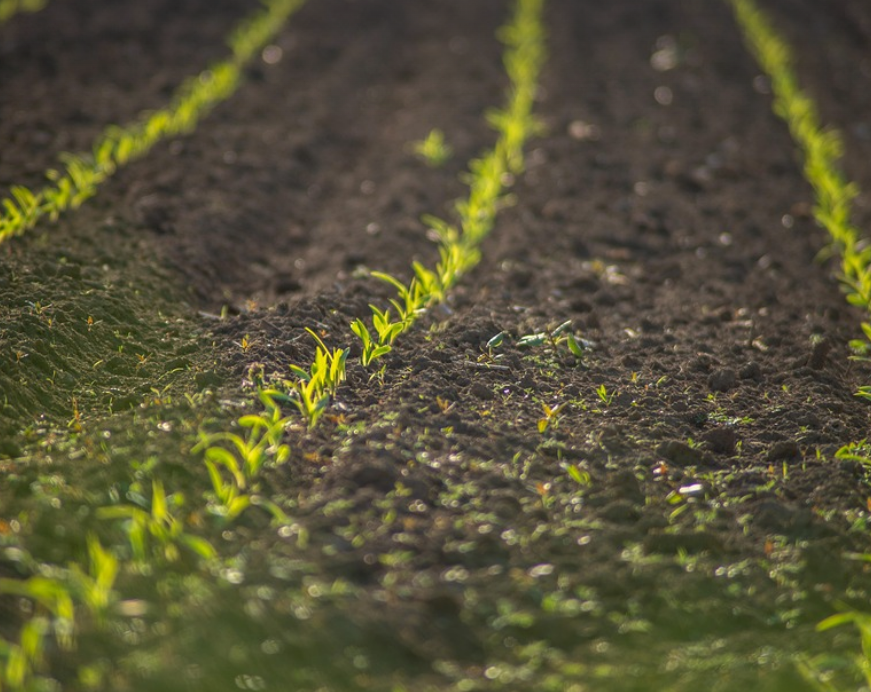 미생물 활용 농업 (농업 관련 사진)