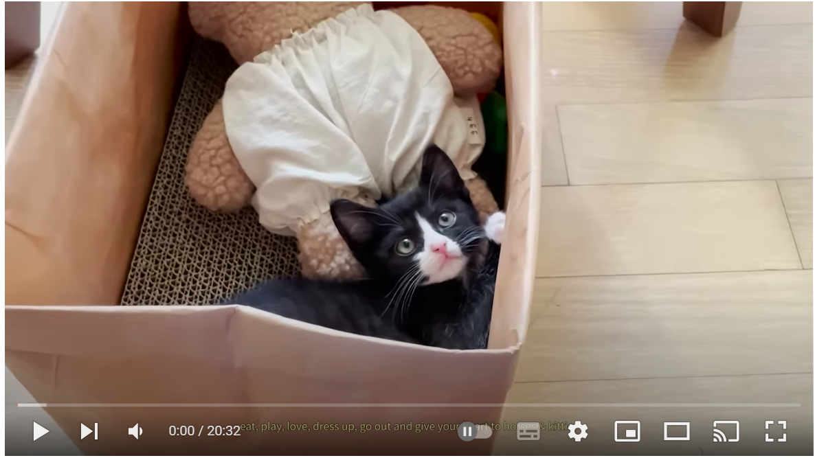 고양이 입양 브이로그🐈⬛ 8시간을 달려 개냥이를 데려왔다...