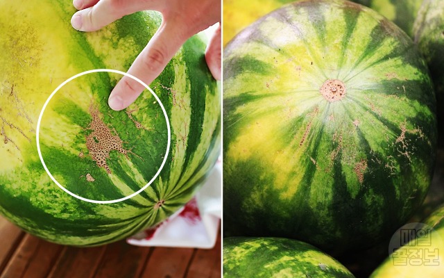 맛있는 수박 고르는법, 잘익은 수박 고르는법, 갈색선, 꽃수분 횟수