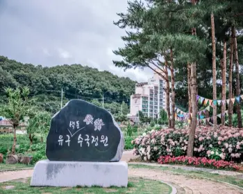 공주 수국축제 유구 색동 수국 정원 꽃축제_3