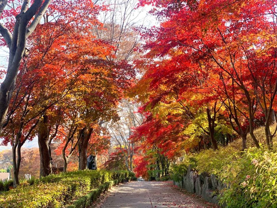 베어트리파크 단풍 축제