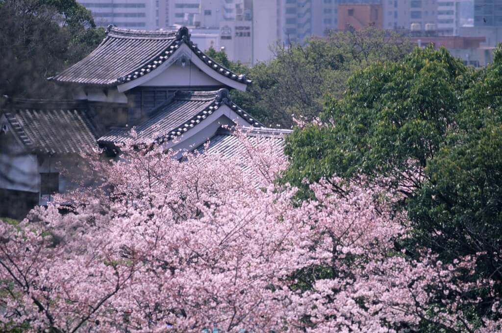후쿠오카 성터 벚꽃