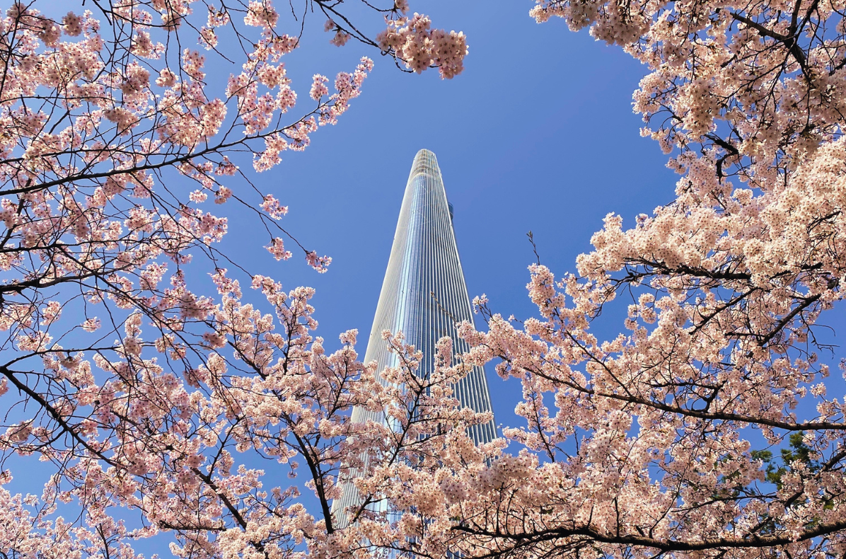 🌸 서울 감성 벚꽃 명소 BEST 5, 인생샷 제대로 남기자!