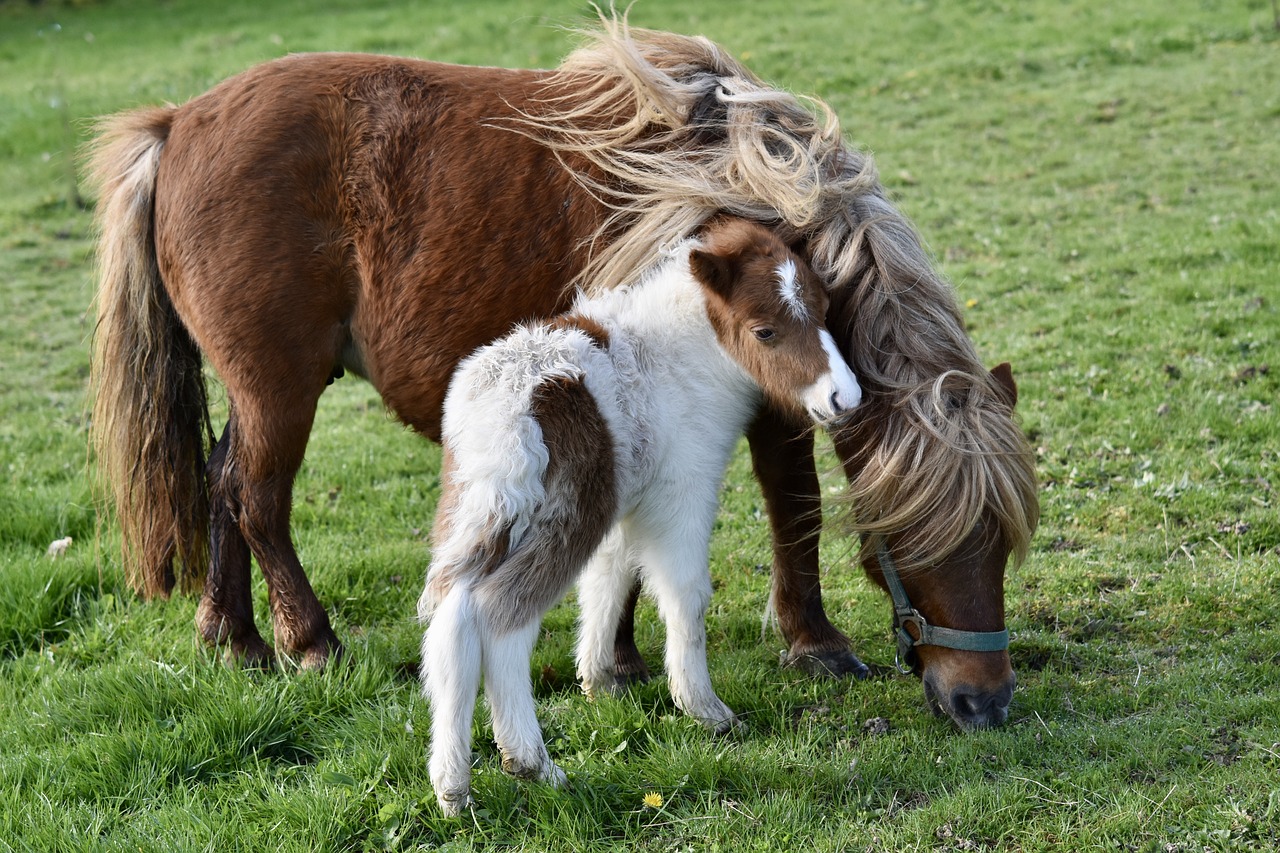 렛츠런파크 서울