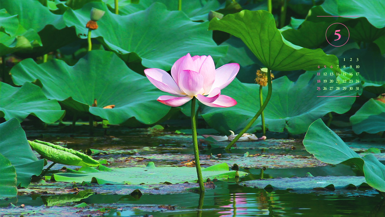 01 수면 위의 연꽃 A - 2025년5월 노트북배경화면