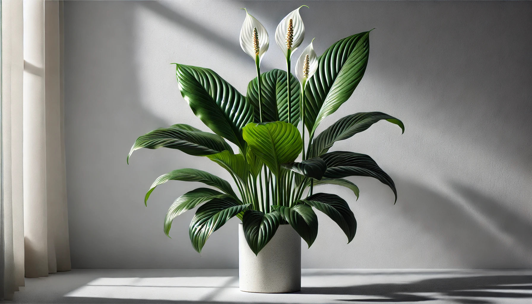 2.1 스파티필럼 (Spathiphyllum)