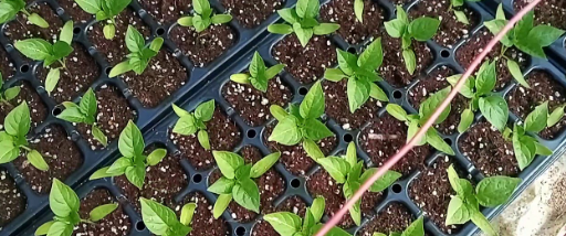 고추 모종 심는 시기2