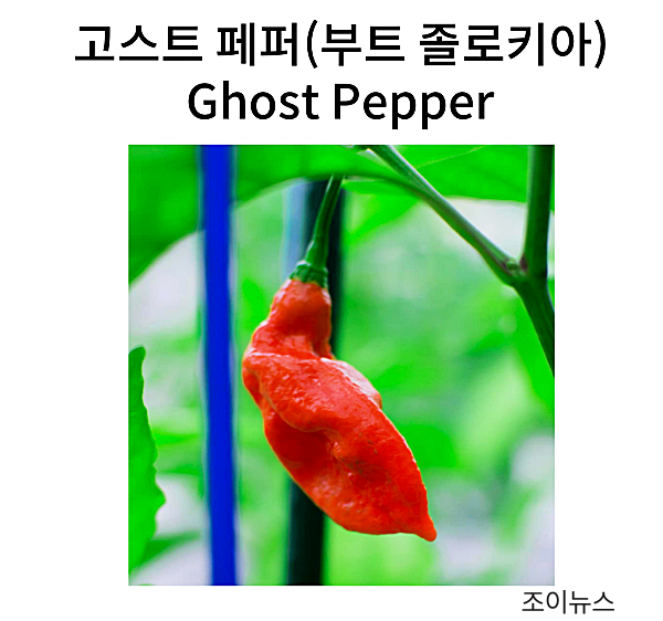 고스트 페퍼(Ghost Pepper)/ 부트 졸로키아