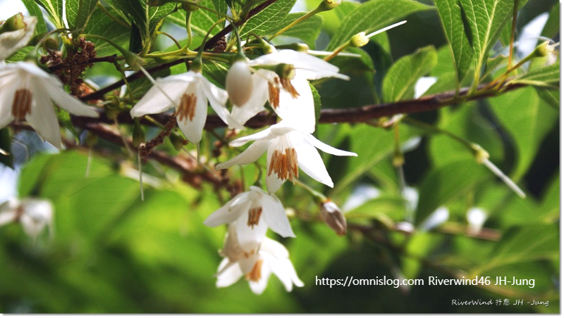 때죽나무,매마등 ,買麻藤),스노벨 트리 ,Snowbell tree. 꽃