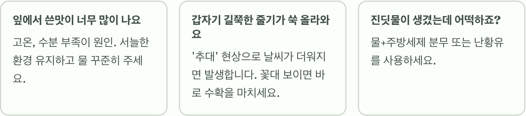 실패 없는 카이피라 키우기 A to Z (씨앗부터 수확까지)