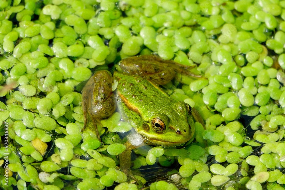 금개구리 보호해야하는 이유와 해결방법