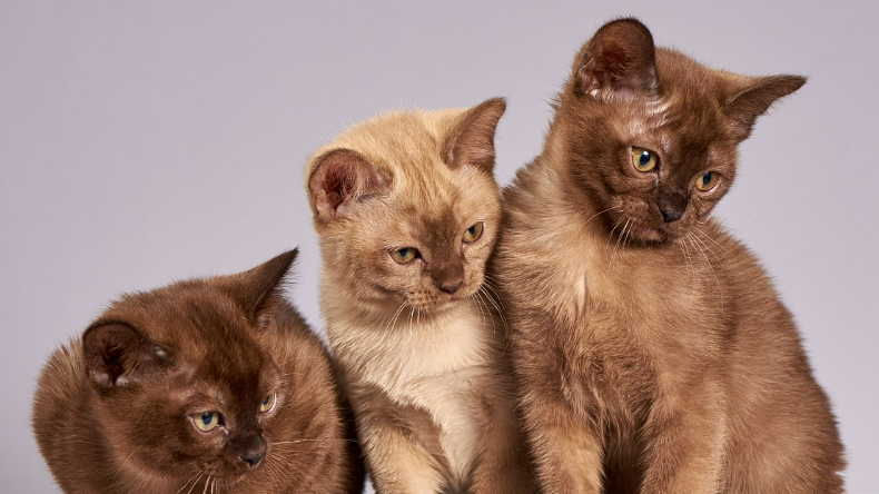 고양이들이 무엇인가를 바라보는 이미지