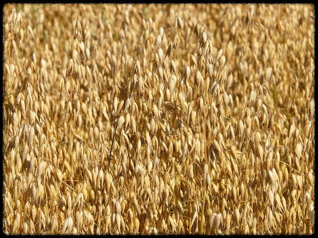 오트밀 효능_이미지5