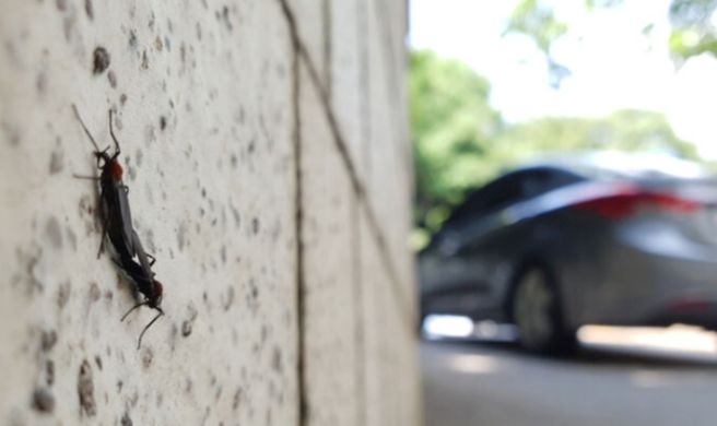 러브버그 퇴치방법