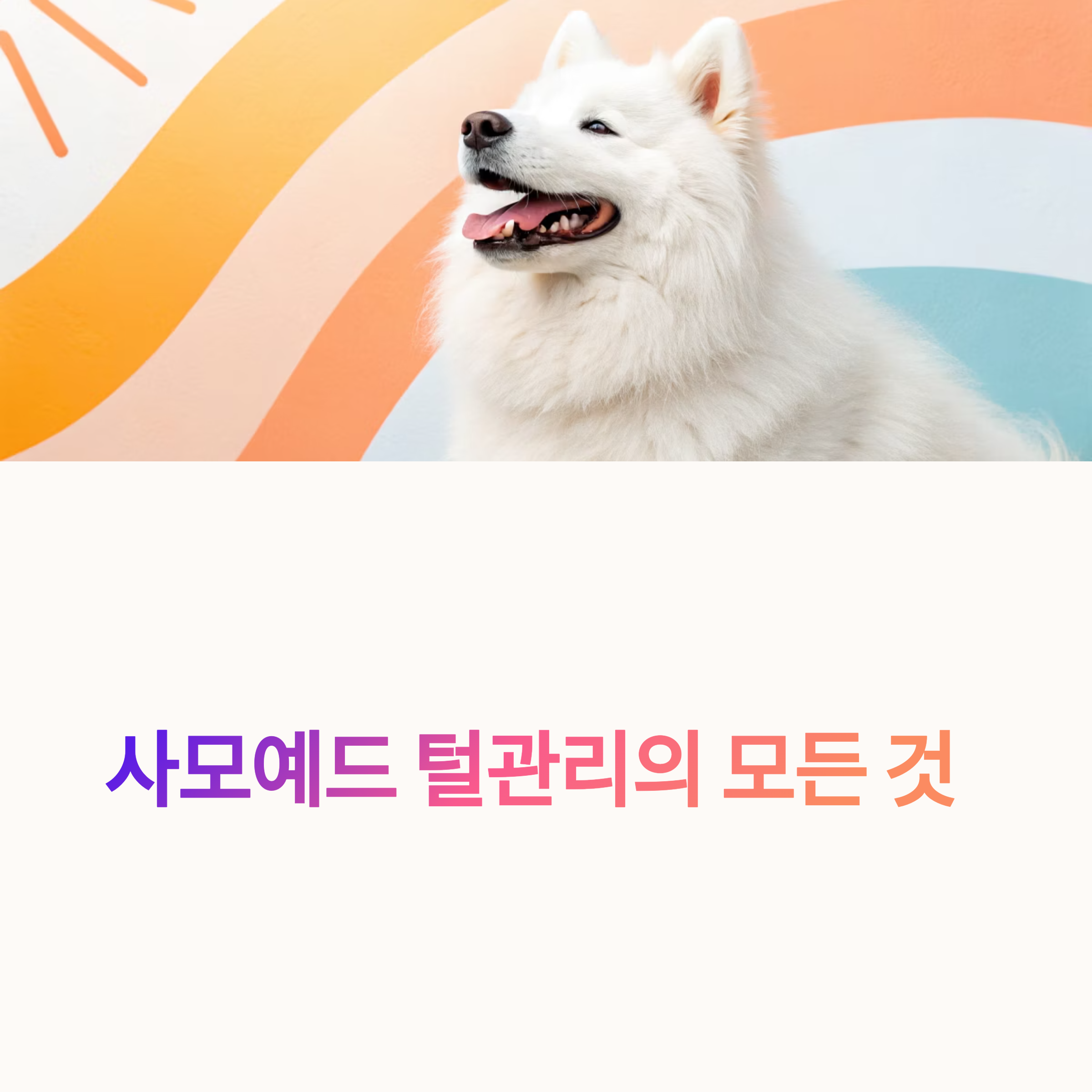 사모예드 털관리의 모든 것