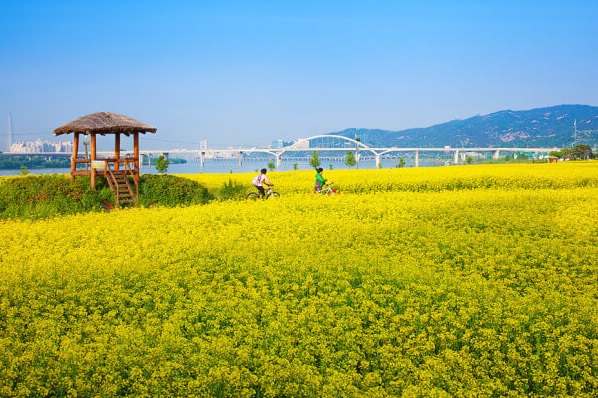 2025 구리 유채꽃 축제, 일정, 교통편, 맛집, 카페 사진