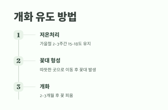 호접란 키우는법 쉽게 정리 14