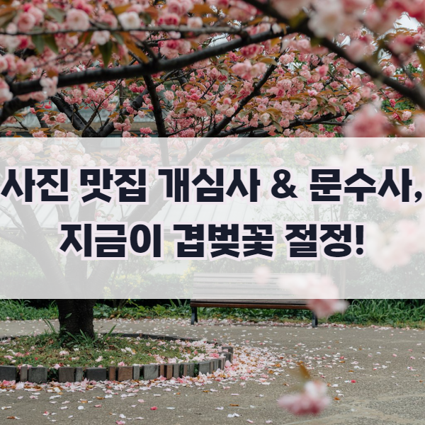 서산 겹벚꽃 명소 완전 정복! 개심사·문수사 봄꽃 여행 가이드