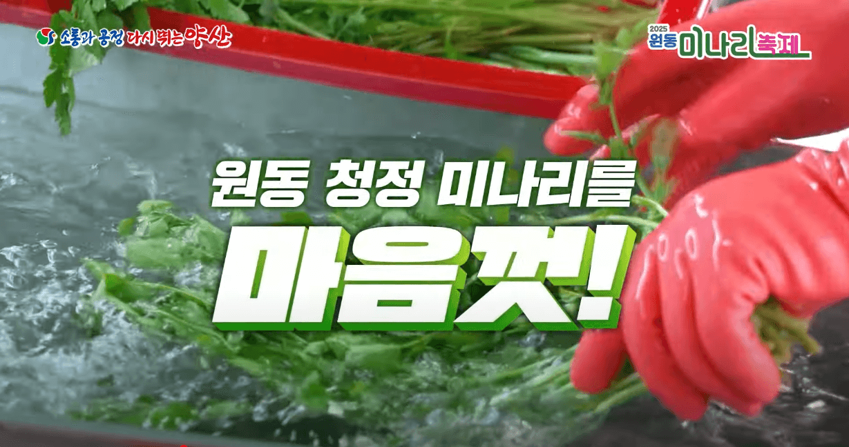 원동 미나리축제