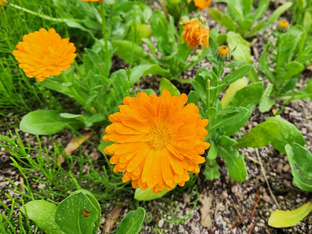 금잔화