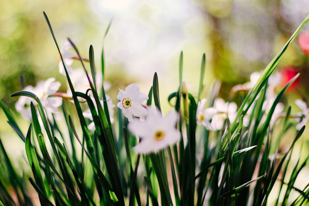 Spring greens