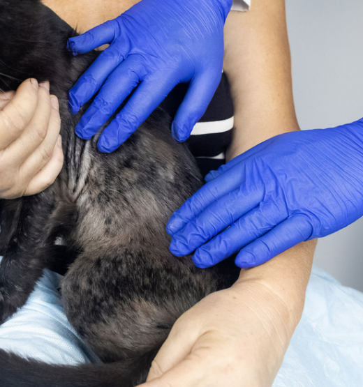 고양이 각질 원인 8가지 증상 및 치료 관리법 (ft. 비듬)