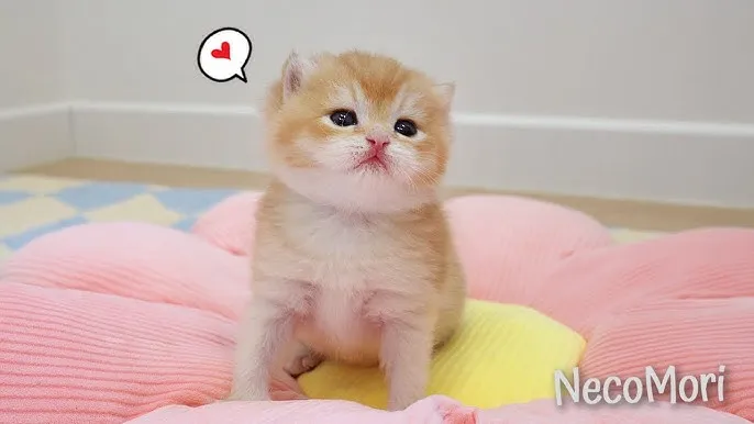 브리티쉬숏헤어 고양이 실버 유전병 분양 가격 성격_6