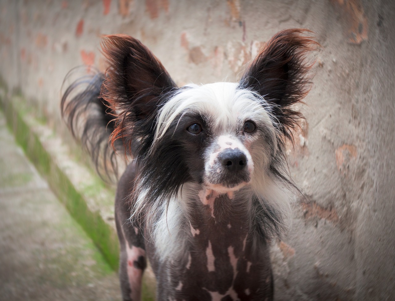 차이니즈 크레스티드(Chinese Crested)3