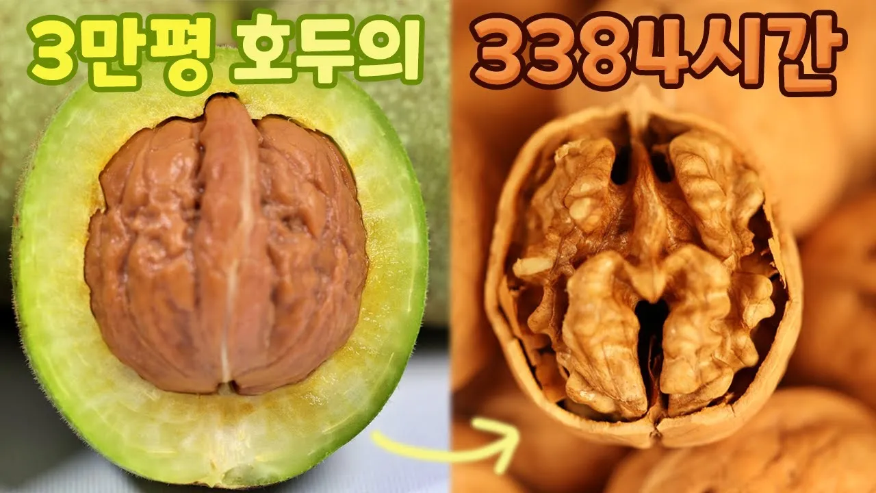 호두 재배 순 지르기 수분 수정 고온 피해 예방_1