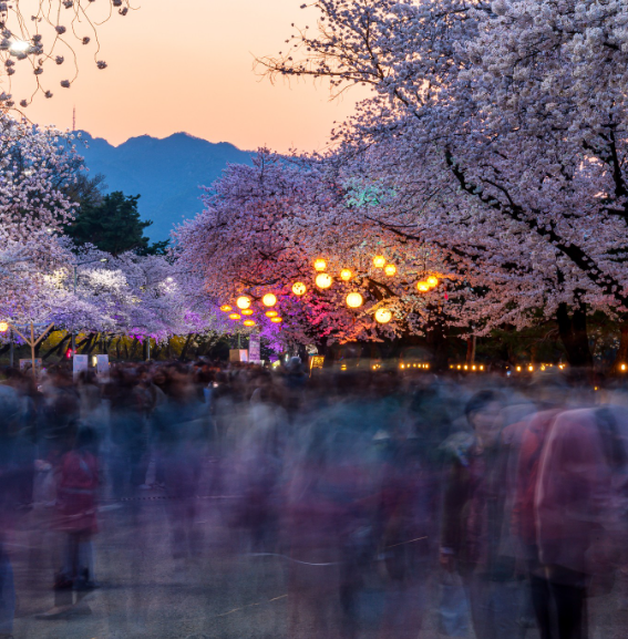 렛츠런파크 서울 벚꽃축제 벚꽃야경