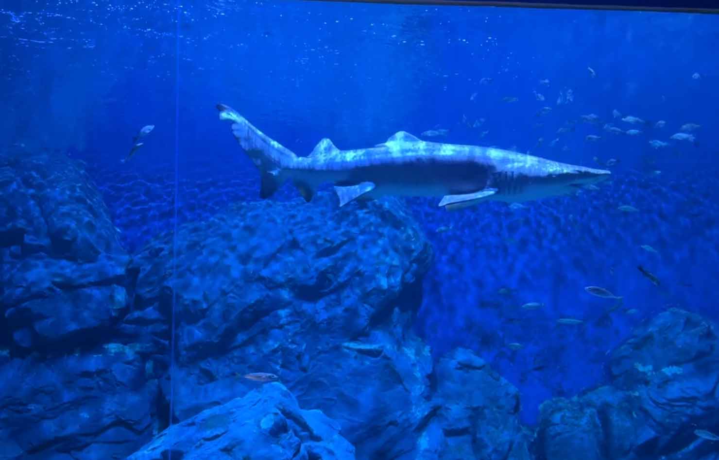 여수아쿠아플라넷-상어