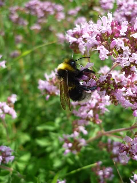 가을에 피는 꽃과 가을 야생화 종류