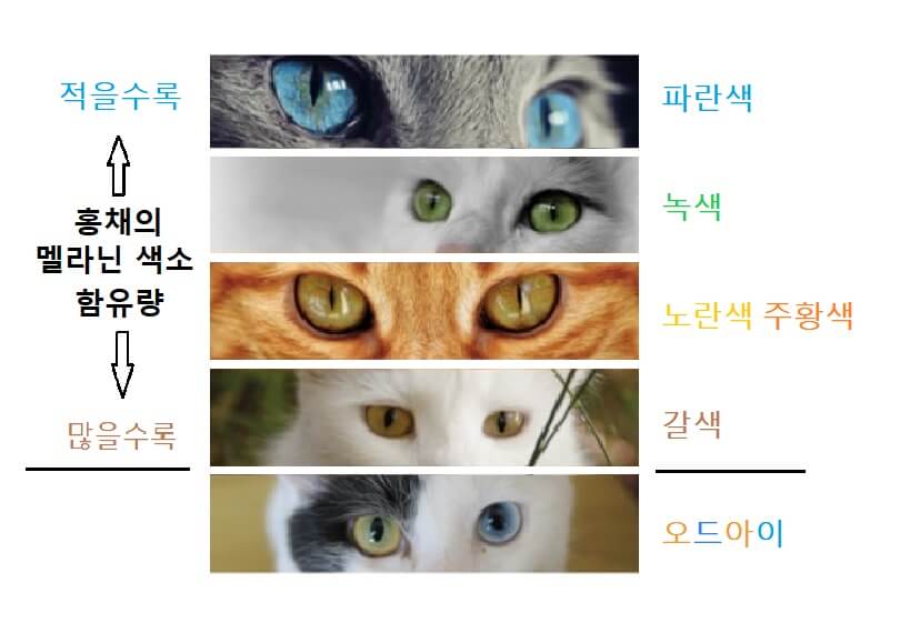 멜라닌-색소애-따른-고양이-눈동자-색깔-차이-도표