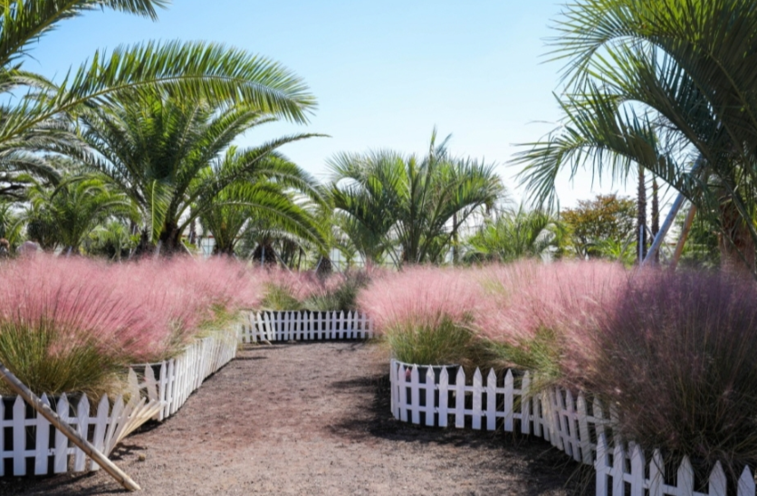 제주 휴애리 핑크뮬리 축제(구석구석 홈페이지)