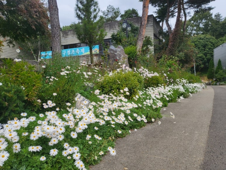 괴산 구절초 축제13