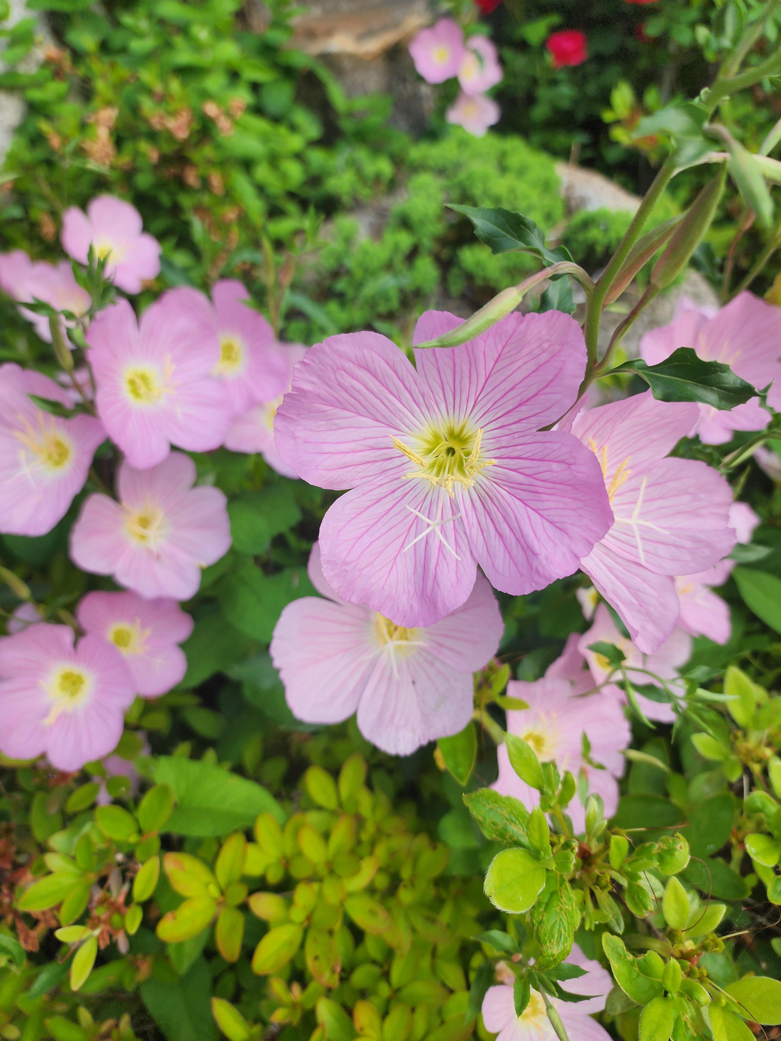 낮달맞이꽃 - 특징&amp;#44; 꽃말&amp;#44; 파종시기 및 개화시기&amp;#44; 재배 방법&amp;#44; 달맞이꽃과 차이점