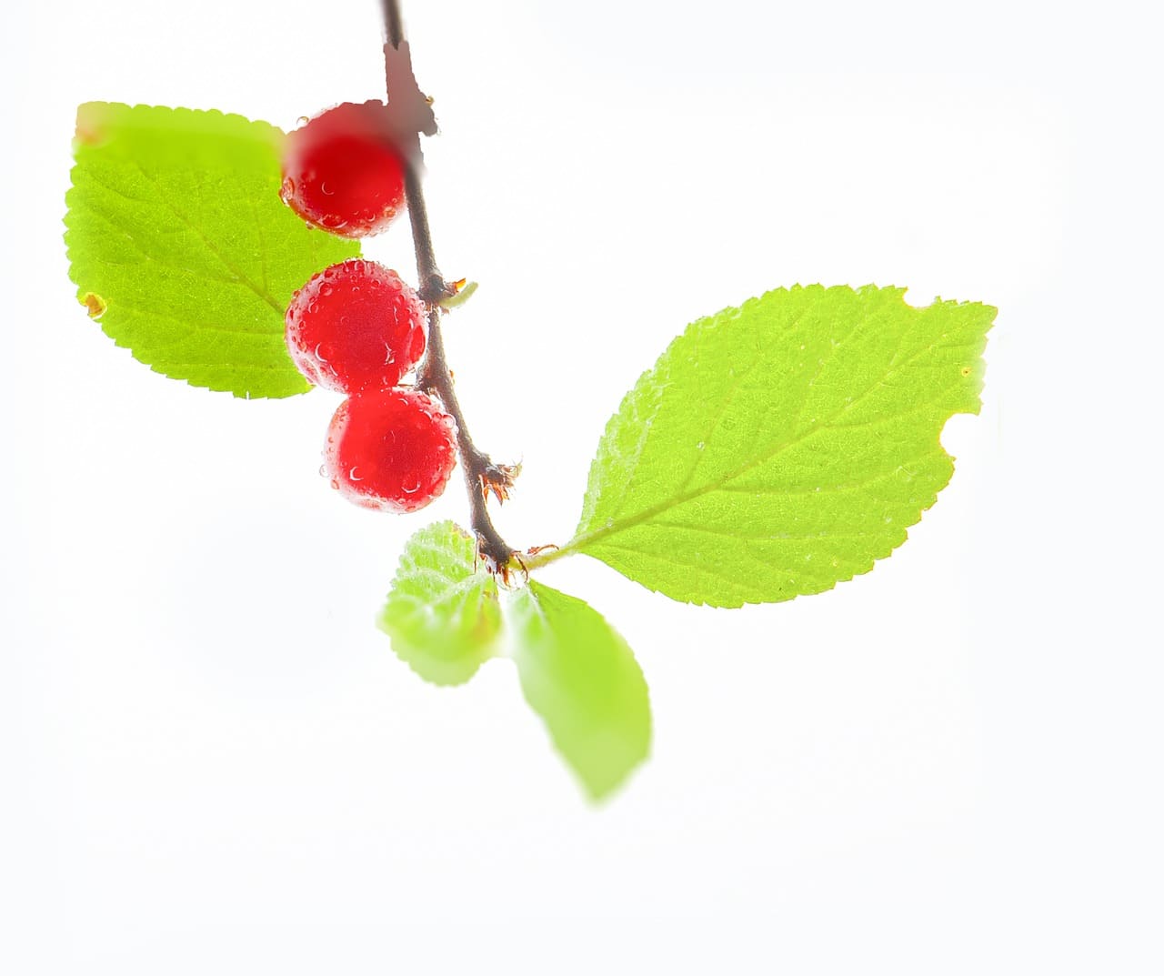 앵두청 만들기 효능 담그는법 황금레시피 보관 방법