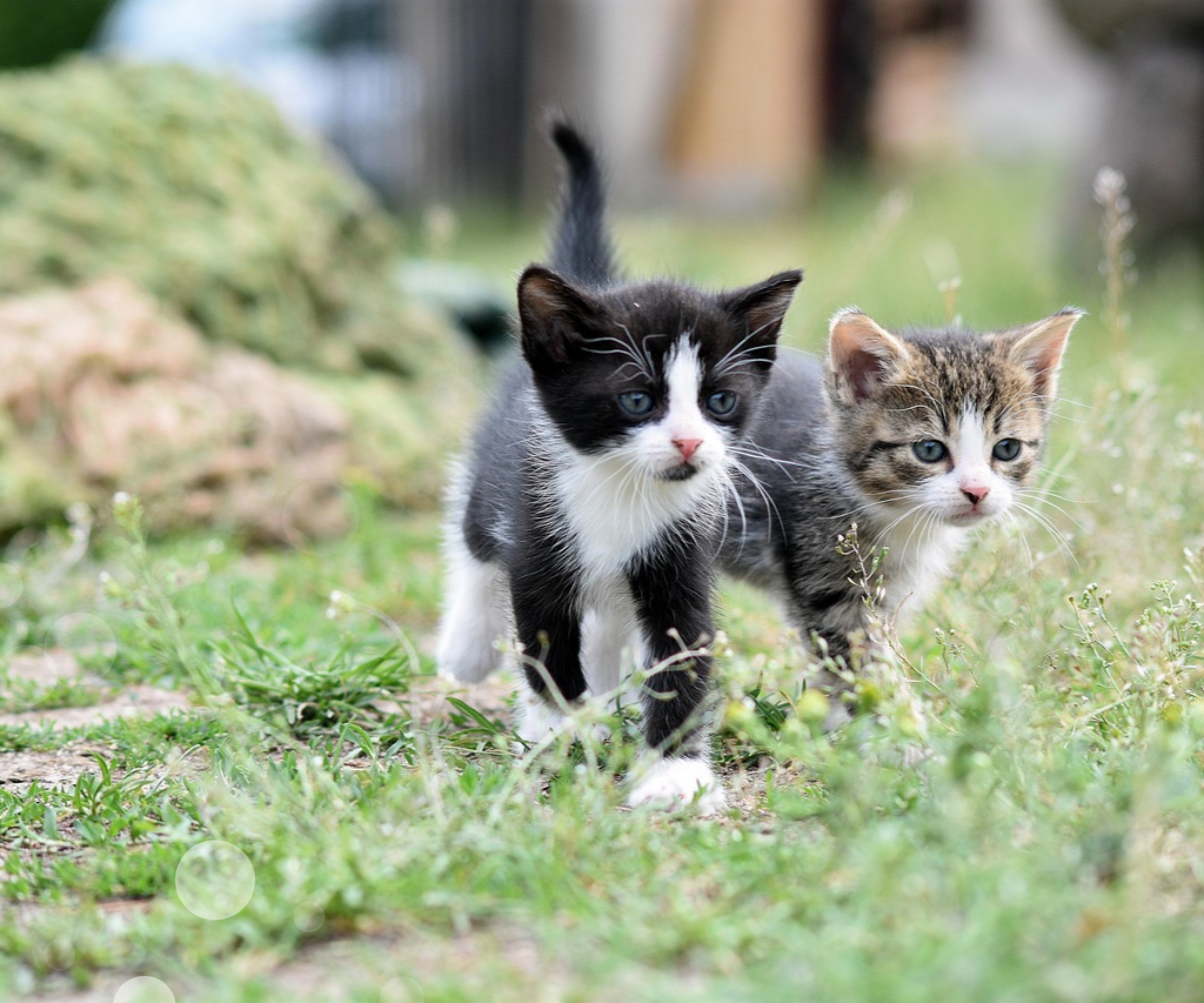 펫 테라피 들어보셨나요? 반려동물이 정신건강에 미치는 영향