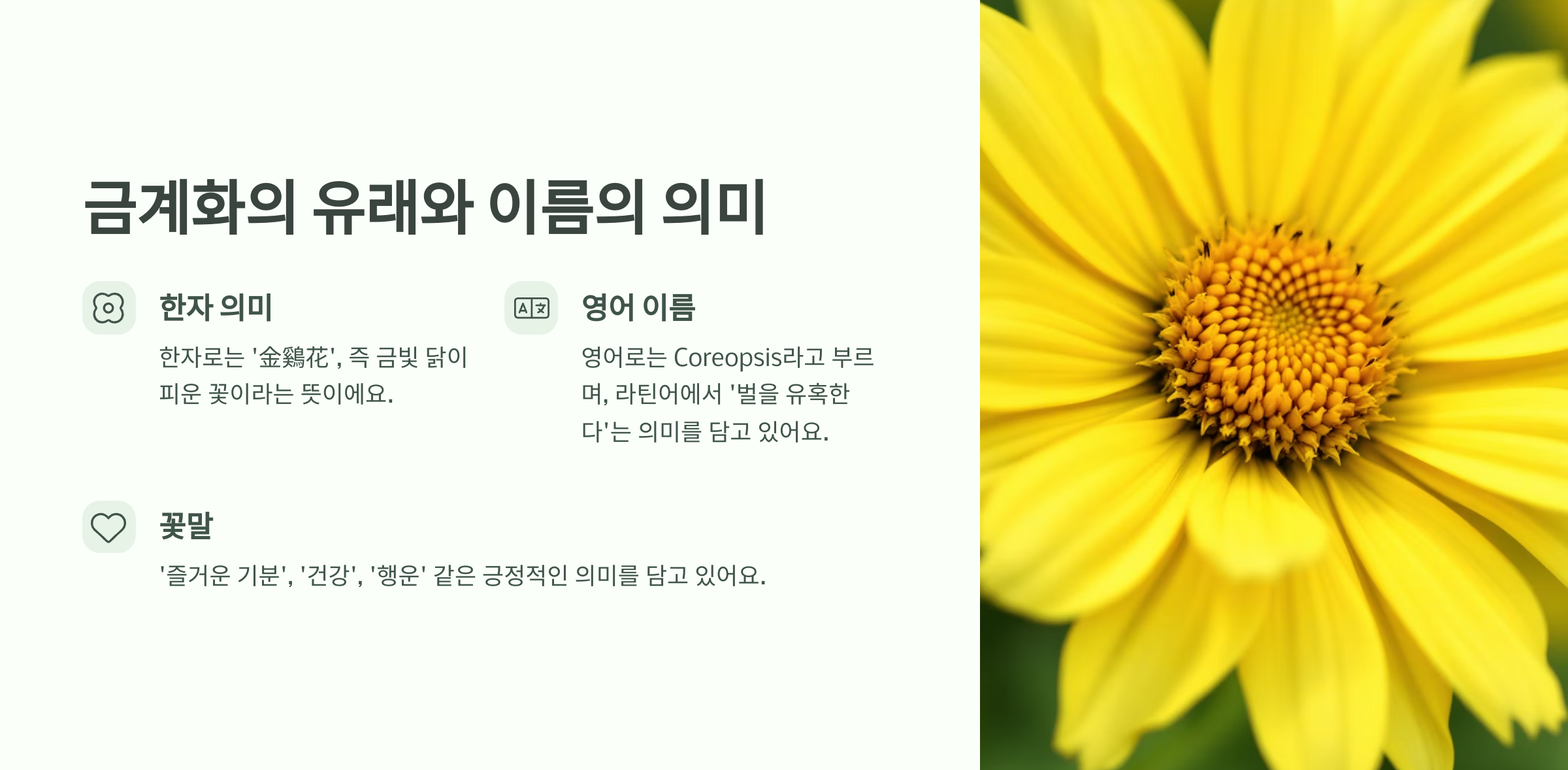 금계화
