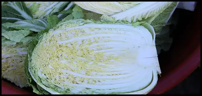 김장 채소 등 재료 할인 최대 50%(+절임배추 사전예약)