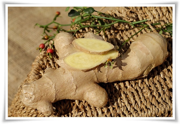 &quot;10월 하순, 생강 수확 하세요!&quot; 생강의 매력과 건강 효능, 최적의 수확시기! 생강의 효능과 활용!