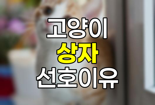 고양이가 상자를 좋아하는 3가지 이유와 그 과학적 배경